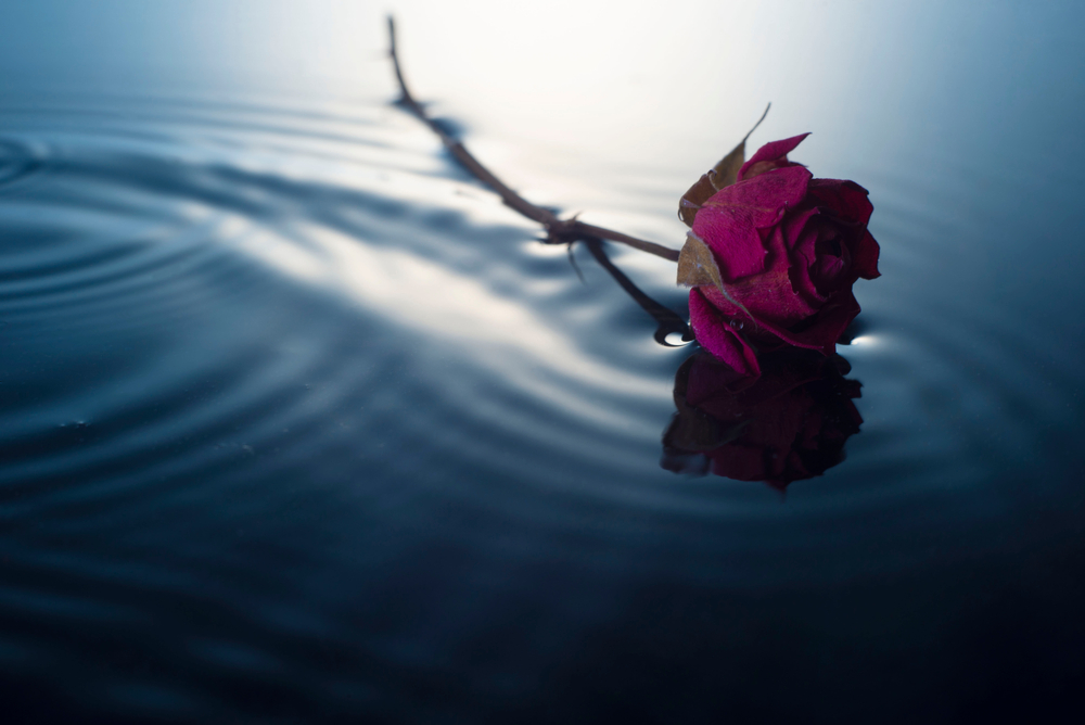 Una rosa rossa che galleggia sulla superficie dell'acqua scura, simbolo di commiato e dispersione delle ceneri in mare.